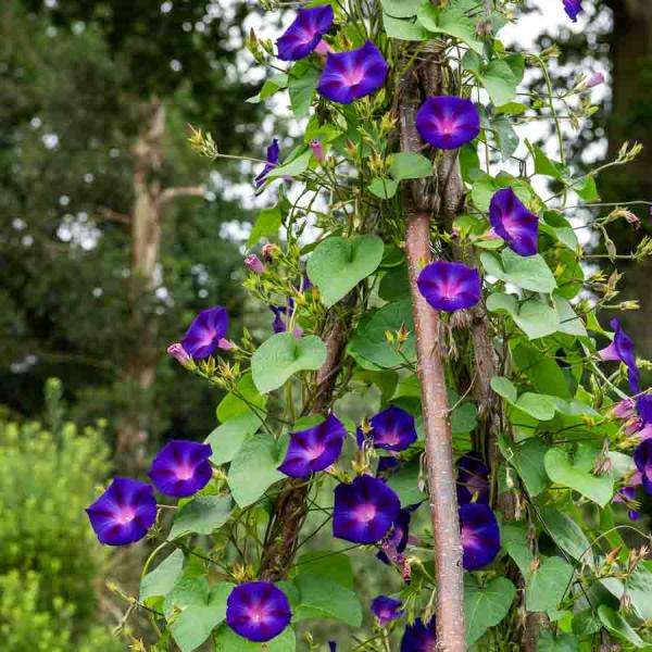 Fleurs - Ipomée Volubilis Pourpre - face recto